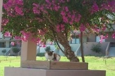 Xanthippi Hotel Apartments Aegina: Photo 