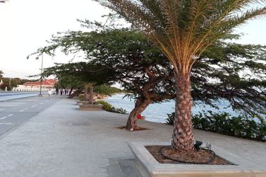 Hotel Le Chateau Ocean Villas:  ARUBA