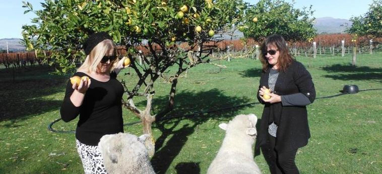 Hotel St Leonards Vineyard Cottages Blenheim: Foto 