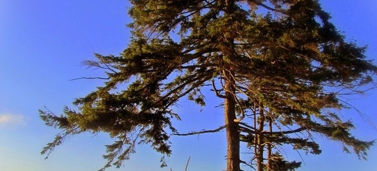 Heron's Landing Hotel Campbell River: Foto 