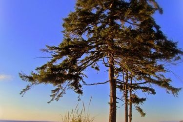 Heron's Landing Hotel Campbell River: Photo 