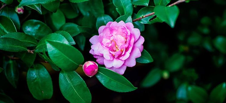 Hotel Planters Inn Charleston (Sc) : Photo 