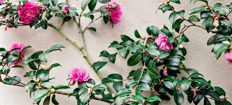 Hotel Planters Inn Charleston (Sc) : Photo 