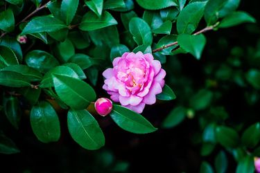 Hotel Planters Inn Charleston (Sc): Photo 