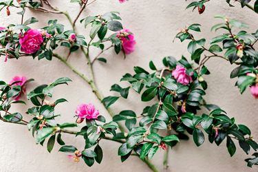 Hotel Planters Inn Charleston (Sc): Photo 