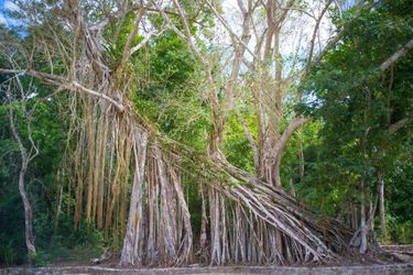Hotel The Explorean Kohunlich Chetumal: Photo 