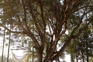 Hotel Le Meridien Kochi Cochin (Kochi): Photo 