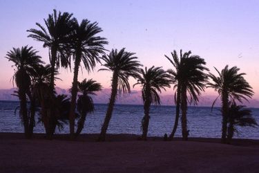 Hotel Star Of Dahab Dahab: Photo 