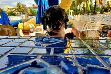 Hotel Comfort Inn Oceanside Deerfield Beach Deerfield Beach (Fl): Photo 