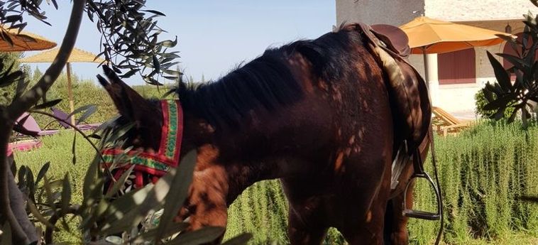 Hotel Villa Al-Jaouhara Essaouira: Foto 