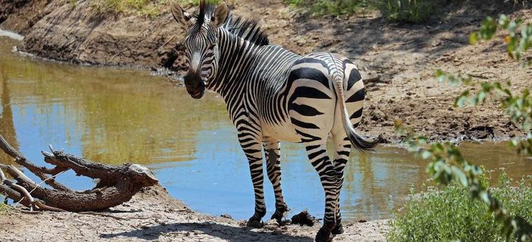 Hotel Hobatere Lodge Etosha National Park: Foto 