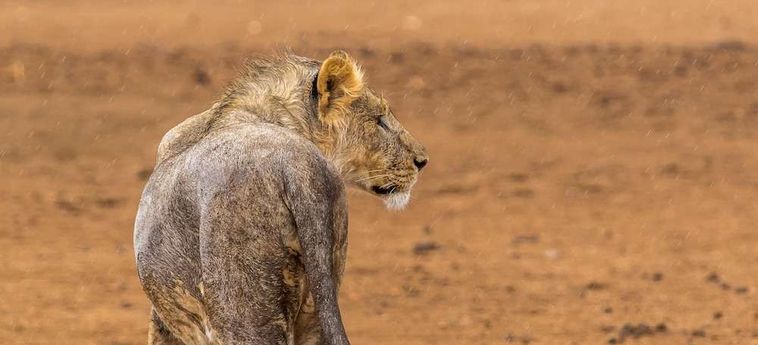 Hotel Hobatere Lodge Etosha National Park: Foto 