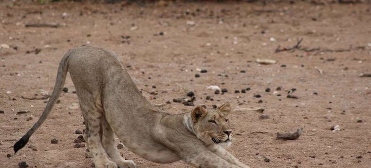 Hotel Hobatere Lodge Etosha National Park: Foto 