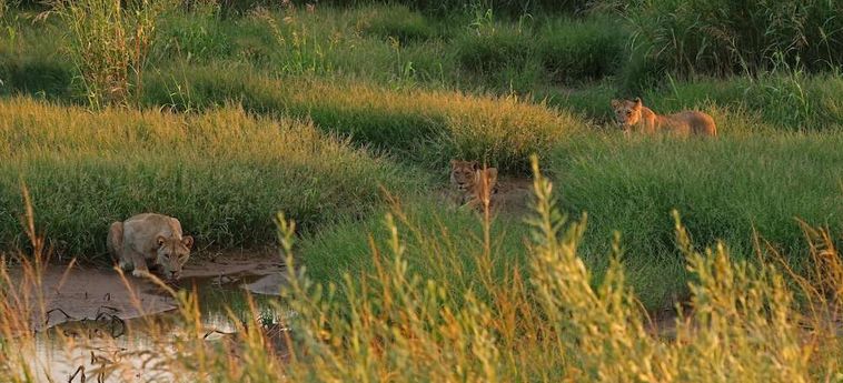 Hotel Hobatere Lodge Etosha National Park: Foto 