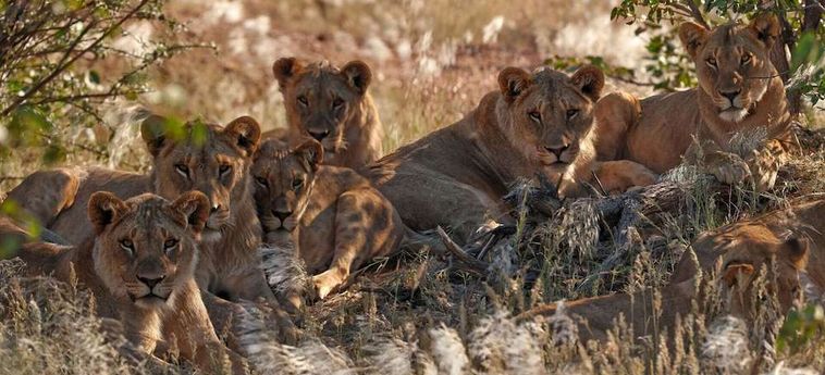 Hotel Hobatere Lodge Etosha National Park: Foto 