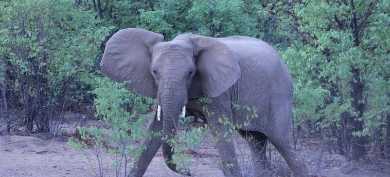 Hotel Hobatere Lodge Etosha National Park: Foto 