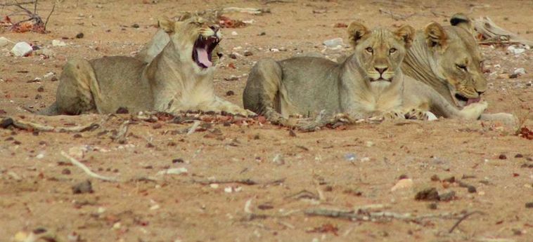 Hotel Hobatere Lodge:  ETOSHA NATIONAL PARK