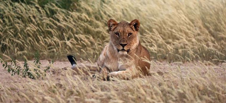 Hotel Hobatere Lodge:  ETOSHA NATIONAL PARK