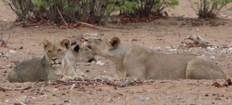 Hotel Hobatere Lodge:  ETOSHA NATIONAL PARK