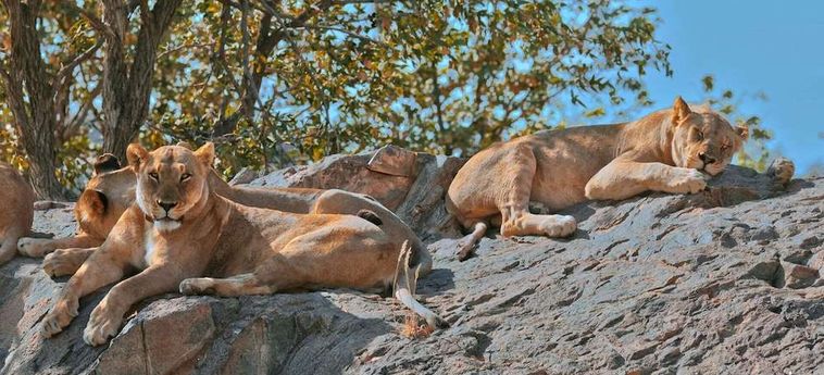 Hotel Hobatere Lodge Etosha National Park: Foto 