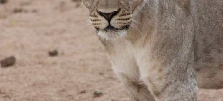 Hotel Hobatere Lodge Etosha National Park: Foto 
