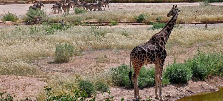 Hotel Hobatere Lodge Etosha National Park: Foto 