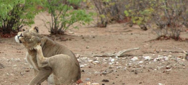 Hotel Hobatere Lodge Etosha National Park: Foto 