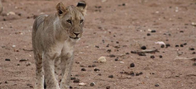 Hotel Hobatere Lodge Etosha National Park: Foto 