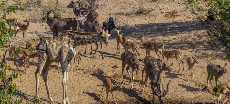 Hotel Hobatere Lodge Etosha National Park: Foto 