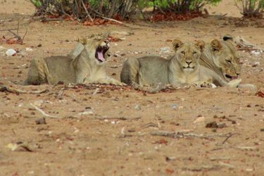 Hotel Hobatere Lodge Etosha National Park: Photo 