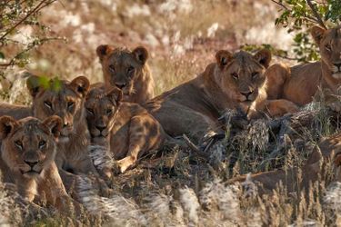 Hotel Hobatere Lodge Etosha National Park: Photo 