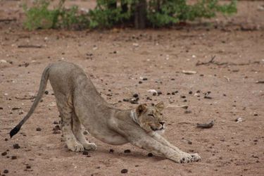Hotel Hobatere Lodge Etosha National Park: Photo 