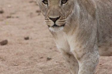 Hotel Hobatere Lodge Etosha National Park: Photo 