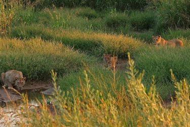 Hotel Hobatere Lodge Etosha National Park: Photo 