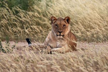 Hotel Hobatere Lodge Etosha National Park: Photo 