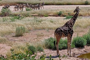 Hotel Hobatere Lodge Etosha National Park: Photo 