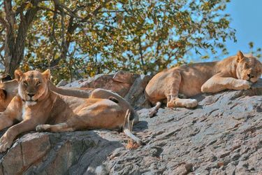 Hotel Hobatere Lodge Etosha National Park: Photo 