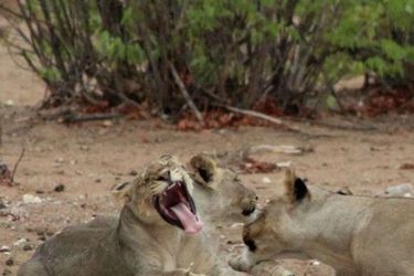 Hotel Hobatere Lodge Etosha National Park: Photo 