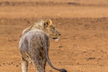 Hotel Hobatere Lodge Etosha National Park: Photo 
