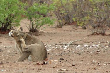 Hotel Hobatere Lodge Etosha National Park: Photo 