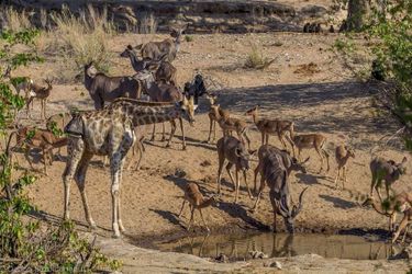 Hotel Hobatere Lodge Etosha National Park: Photo 