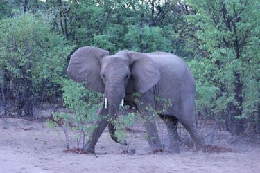 Hotel Hobatere Lodge Etosha National Park: Photo 