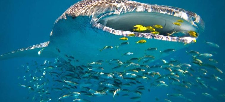 Hotel Sal Salis Ningaloo Reef Exmouth : Photo 