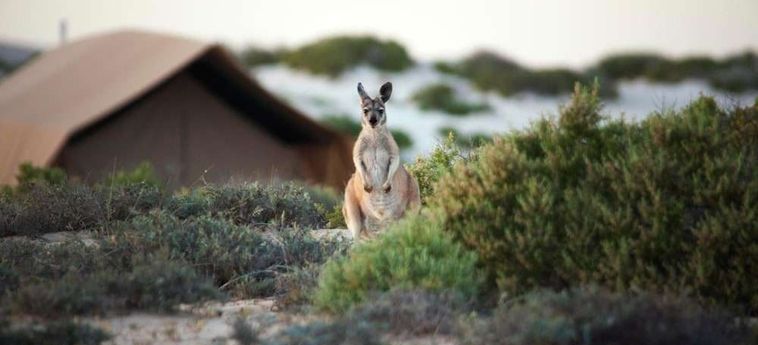 Hotel Sal Salis Ningaloo Reef Exmouth : Photo 