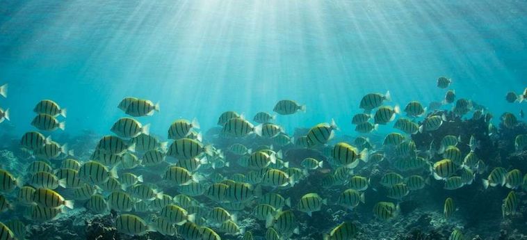 Hotel Sal Salis Ningaloo Reef Exmouth : Photo 