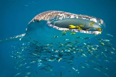 Hotel Sal Salis Ningaloo Reef Exmouth: Photo 