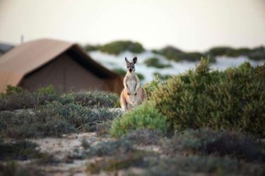Hotel Sal Salis Ningaloo Reef Exmouth: Photo 