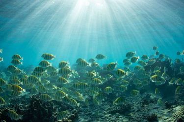 Hotel Sal Salis Ningaloo Reef Exmouth: Photo 