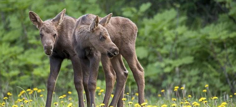 Hotel Bear Lodge Fairbanks (Ak): Foto 