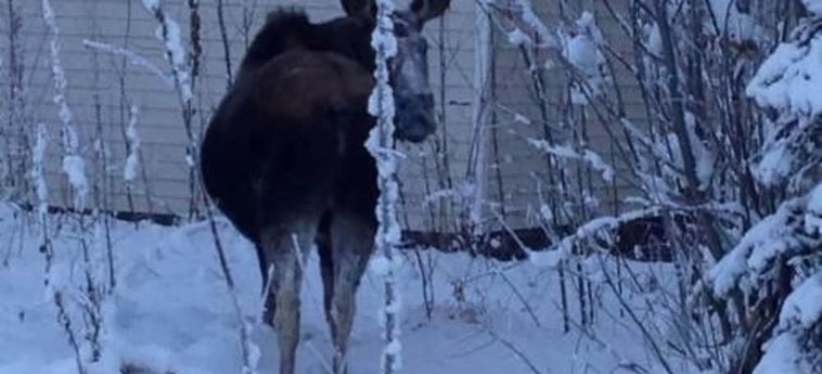 Hotel 7 Gables Inn &Amp; Suites Fairbanks (Ak): Foto 